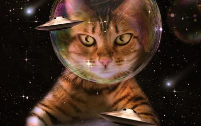 Misiunea unei pisici