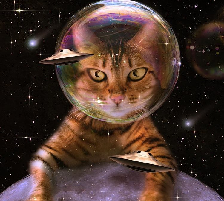 Misiunea unei pisici